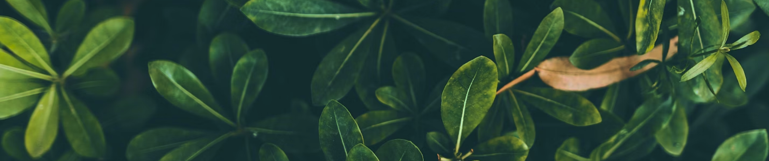 AbstractionKit brand colors