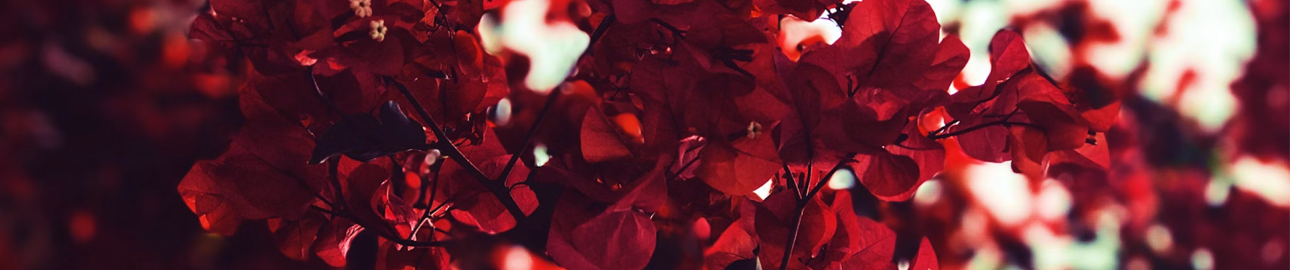 Candide brand colors