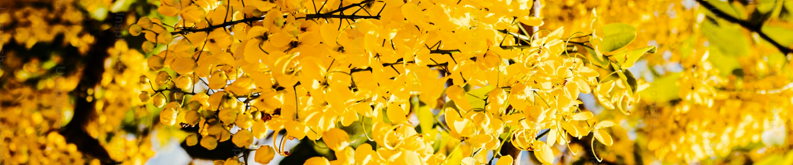 Voltaire brand colors